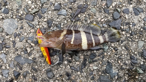 アオハタの釣果