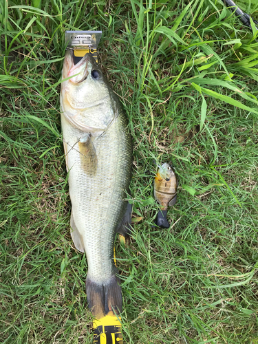 ブラックバスの釣果