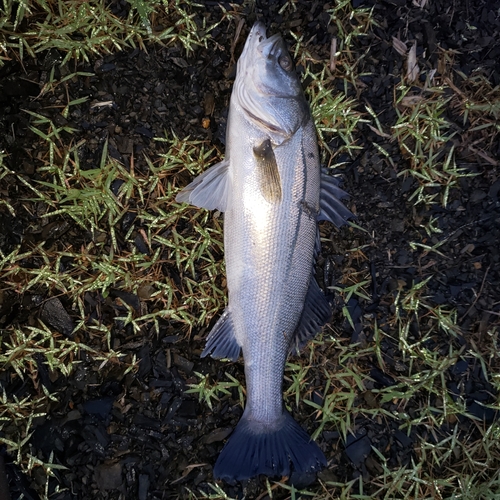 スズキの釣果