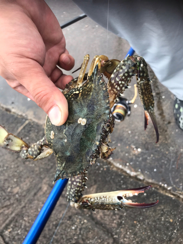 アカエイの釣果