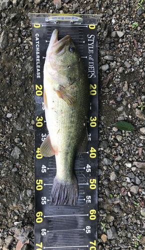 ブラックバスの釣果