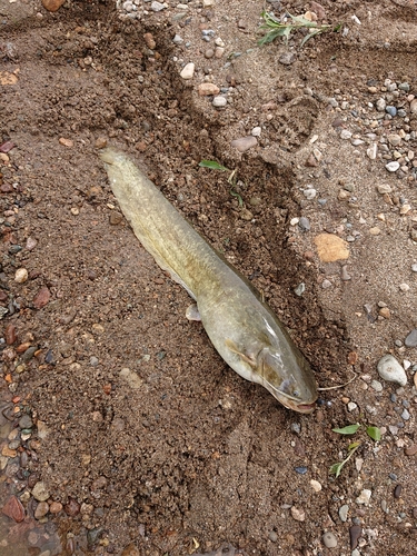 ナマズの釣果