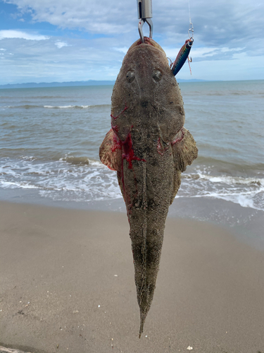 マゴチの釣果