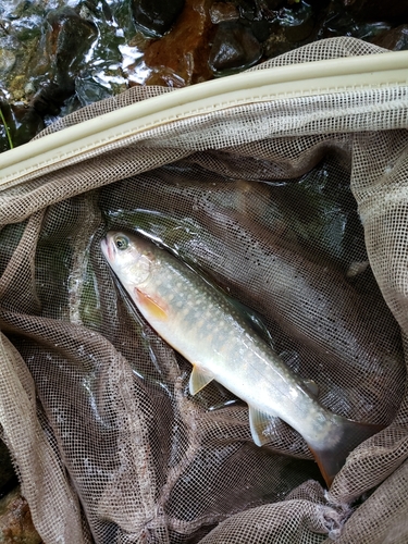 イワナの釣果