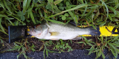 ラージマウスバスの釣果