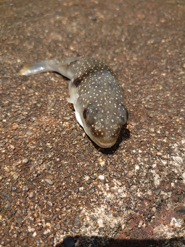 クサフグの釣果