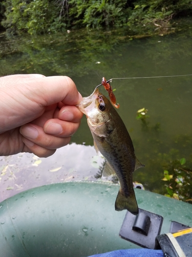 ブラックバスの釣果