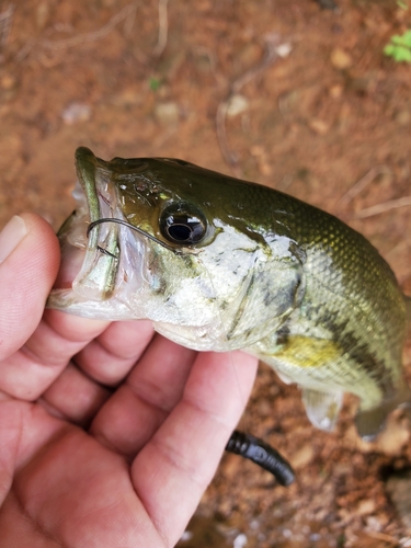 ラージマウスバスの釣果