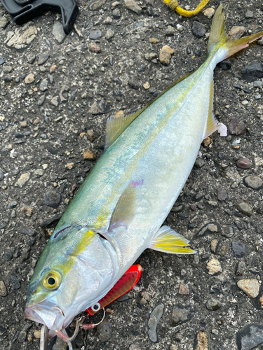 ツバスの釣果