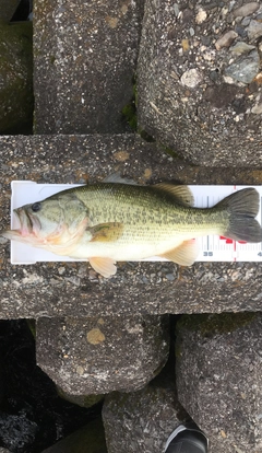 ブラックバスの釣果