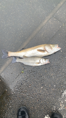 ヒラスズキの釣果