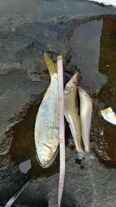 コノシロの釣果