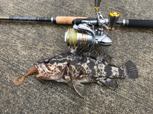 ベッコウゾイの釣果