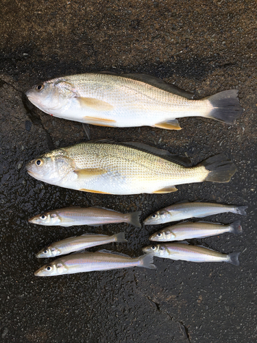 ニベの釣果