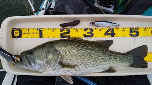 ブラックバスの釣果