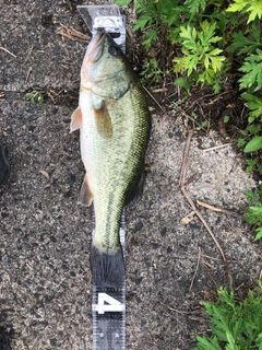 ブラックバスの釣果