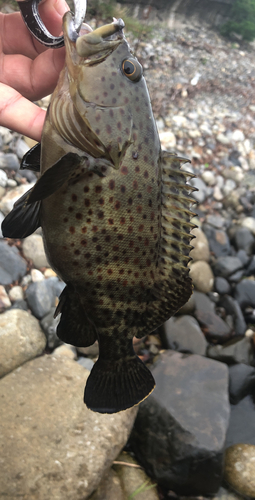 シラヌイハタの釣果