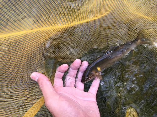 アユの釣果