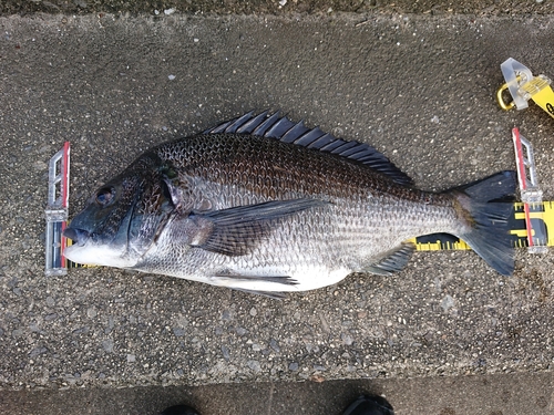 クロダイの釣果