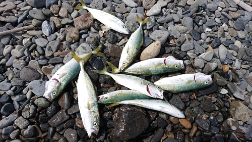 ワカシの釣果