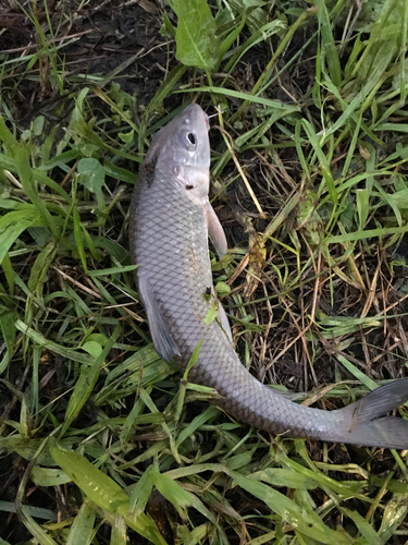 ニゴイの釣果