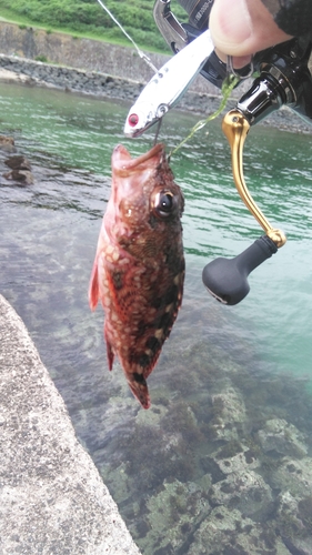 アラカブの釣果