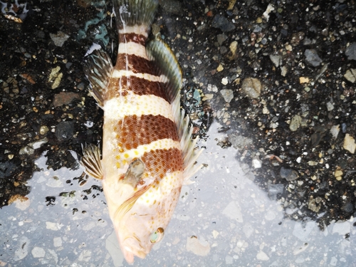 アオハタの釣果