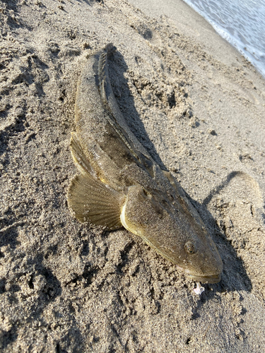 マゴチの釣果