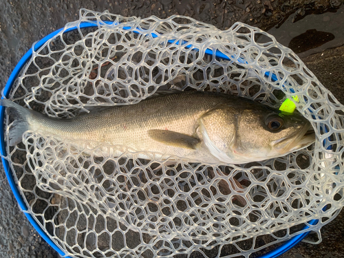 フッコ（マルスズキ）の釣果