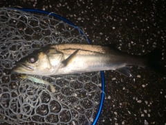 フッコ（マルスズキ）の釣果