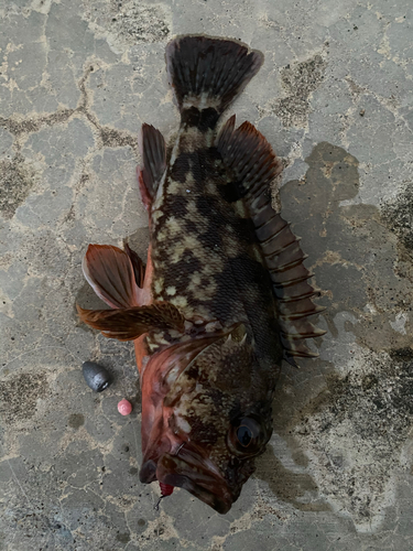 カサゴの釣果