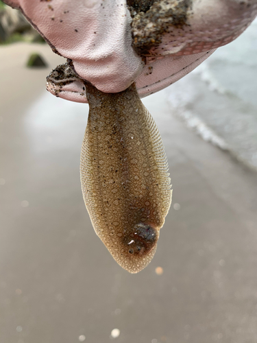 シタビラメの釣果