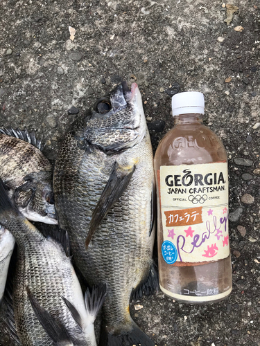 クロダイの釣果