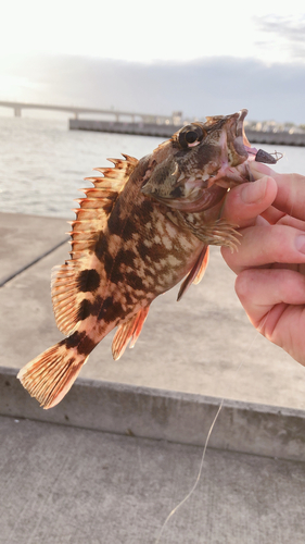 タケノコメバルの釣果