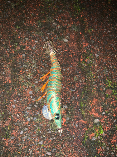 エビの釣果