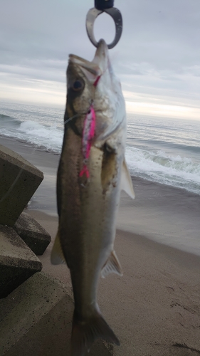 セッパ（マルスズキ）の釣果