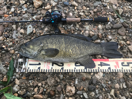 スモールマウスバスの釣果