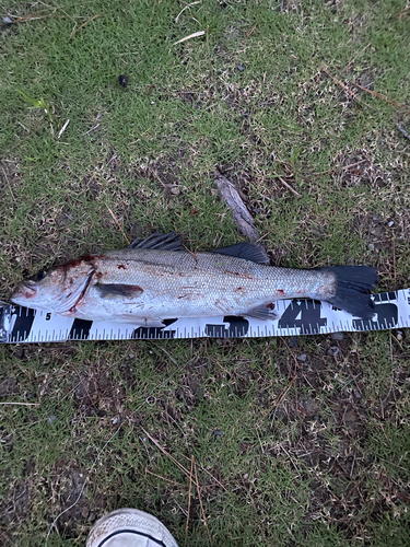 マダカ（マルスズキ）の釣果