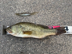 ブラックバスの釣果