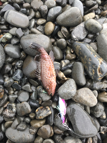 オオモンハタの釣果