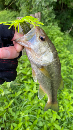 ブラックバスの釣果