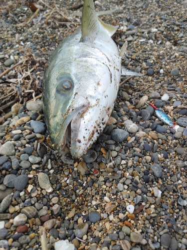 ブリの釣果