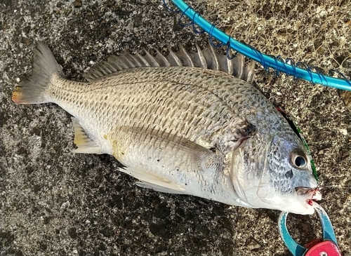 キビレの釣果