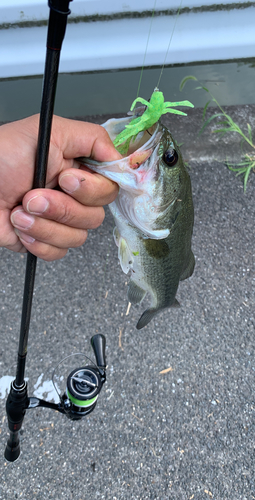 ブラックバスの釣果