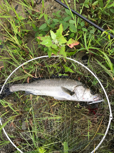 フッコ（マルスズキ）の釣果