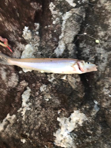 シロギスの釣果