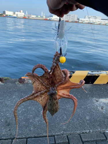 マダコの釣果