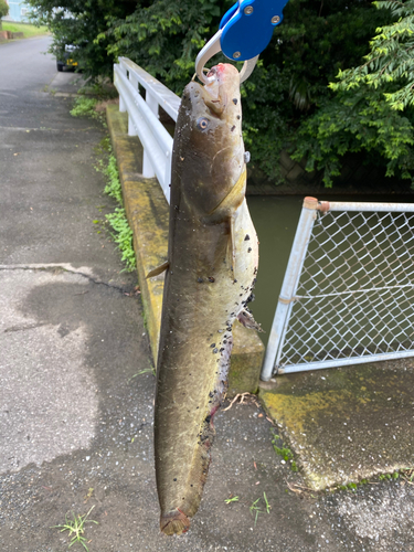 ナマズの釣果