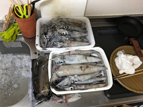 ヤリイカの釣果