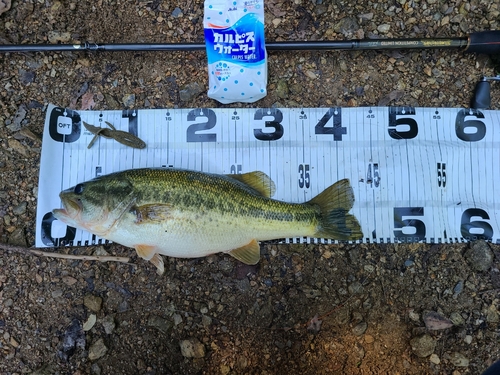 ブラックバスの釣果